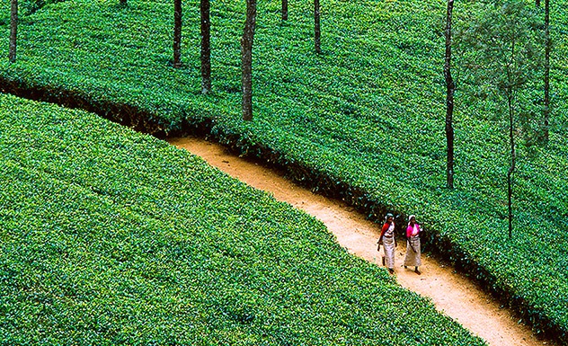 Tea Trails experience: cycling - Experience - Sri Lanka In Style